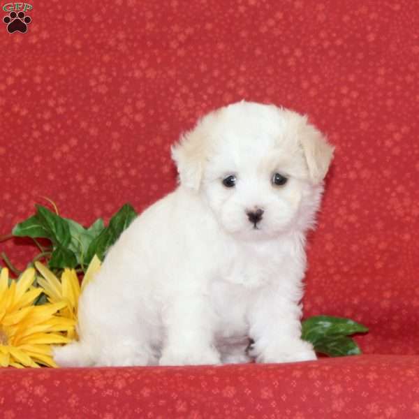 Lilac, Maltipoo Puppy